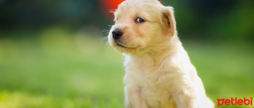 A Healthy Start with Quality Puppy Food
