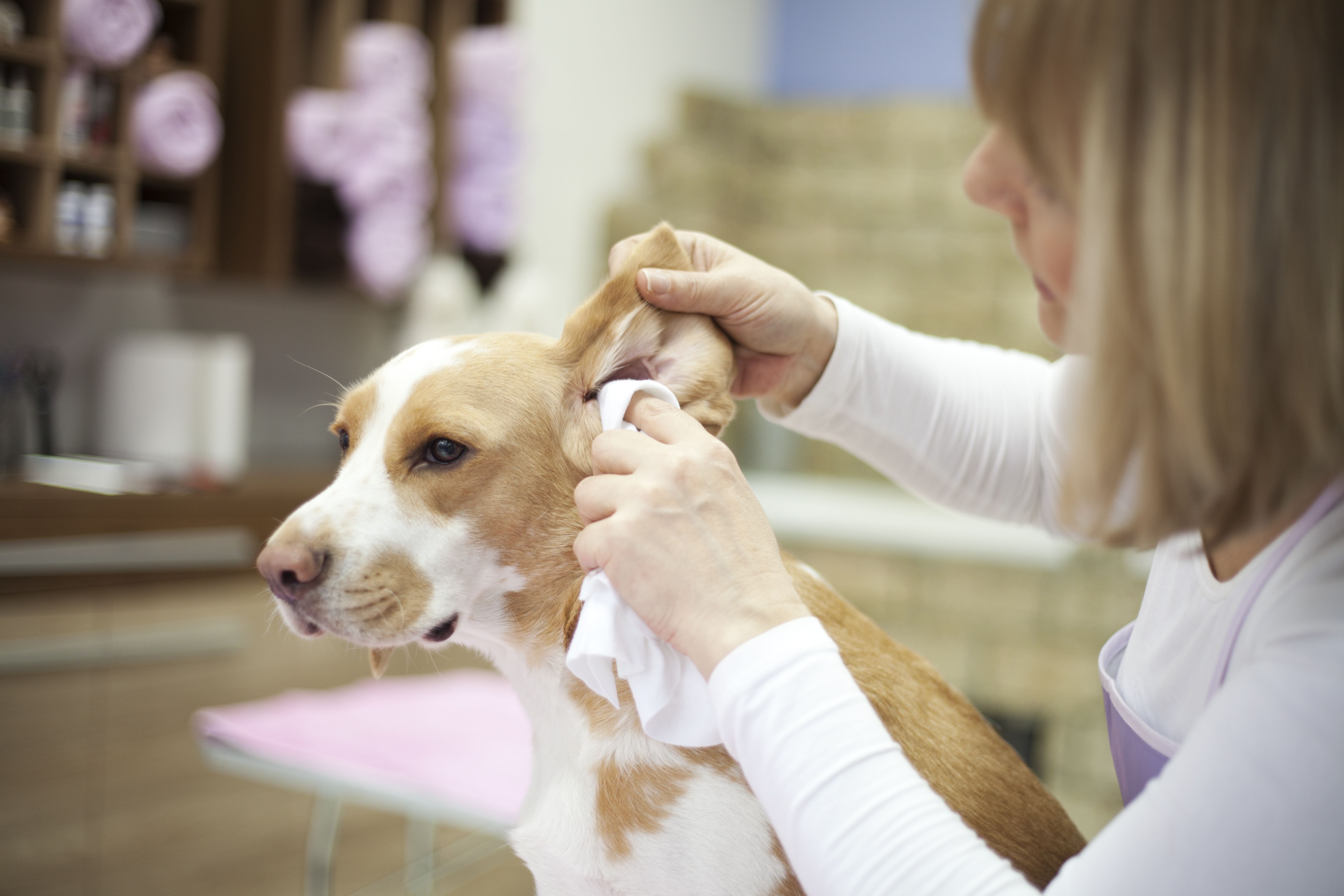 Woman cleaning her dog's ears