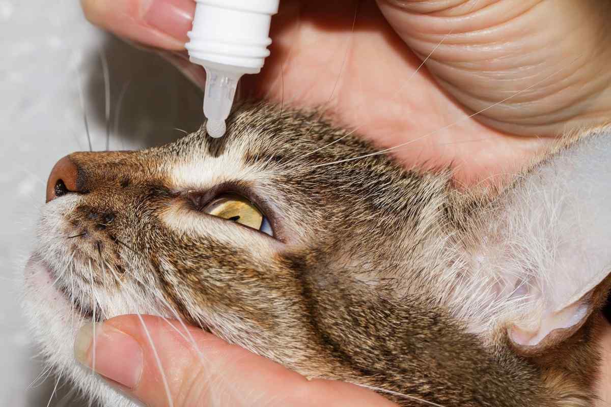 Cat given eye drops