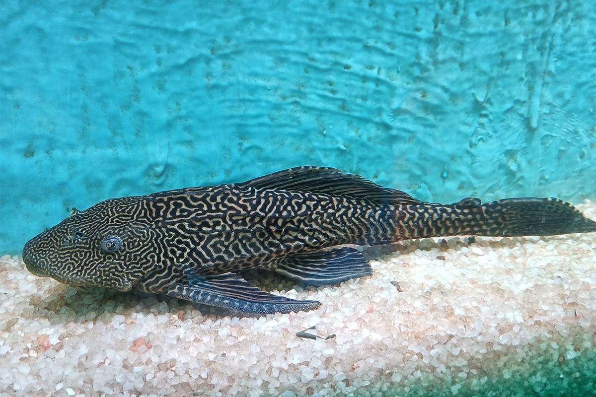 Stingray in aquarium
