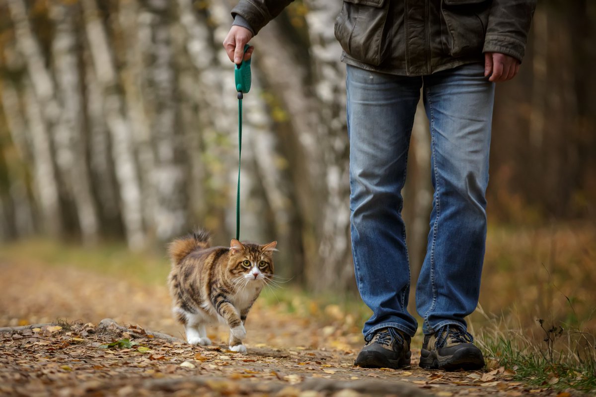 Cat walking in the forest with its owner