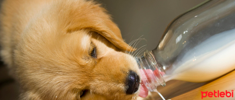 Do Puppies Drink Milk?
