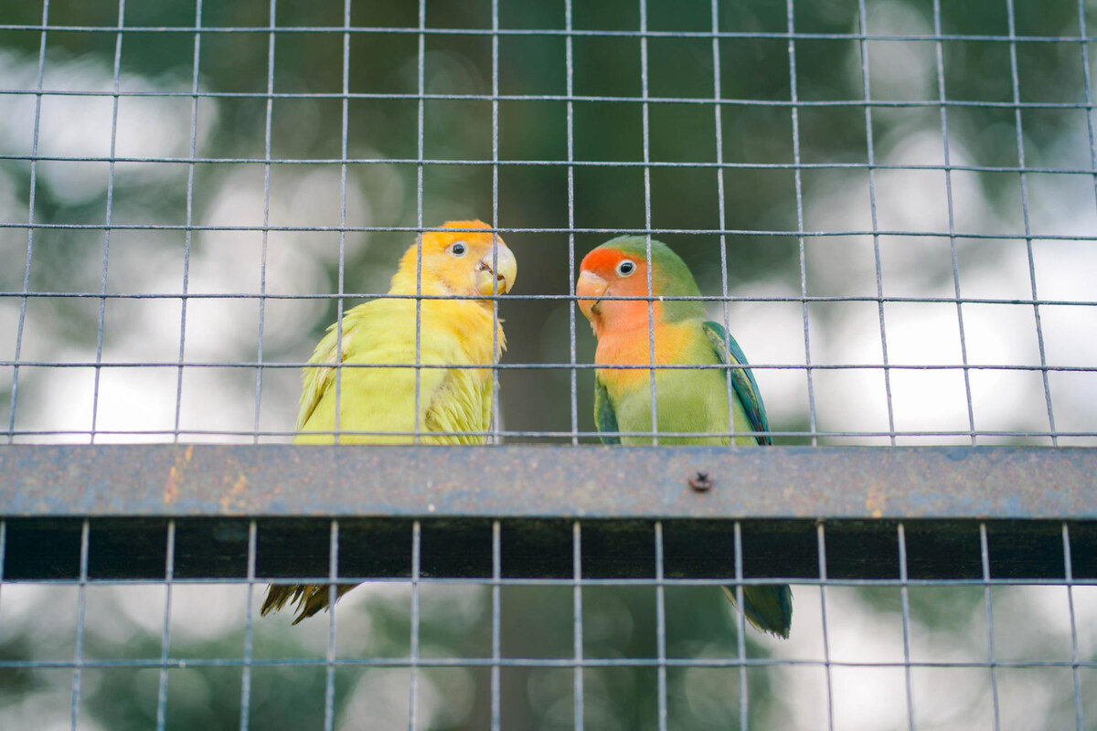 Two birds in a large wire cage