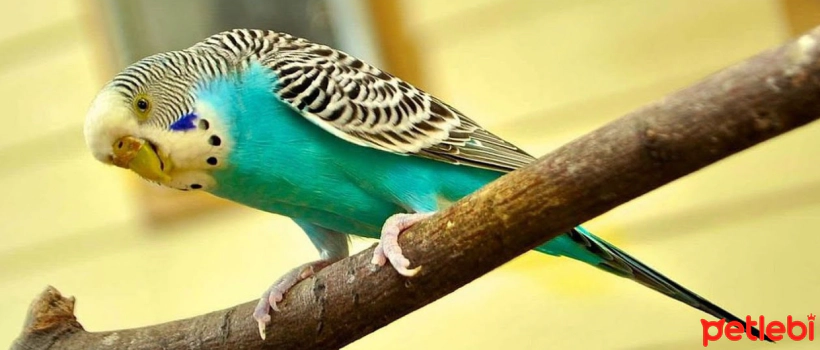 Lice Infestation in Budgies