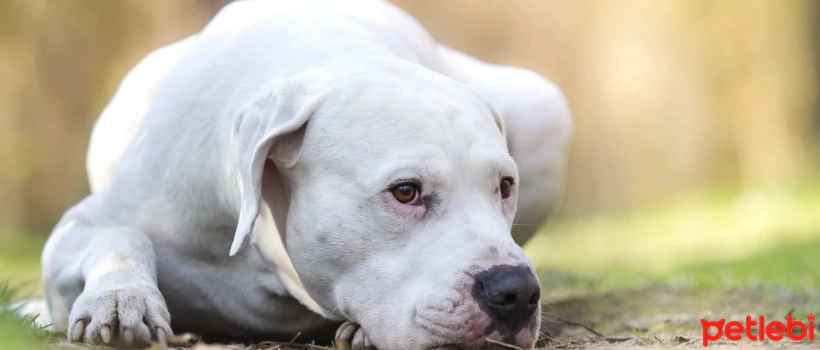 Prohibited Dog Breeds in Turkey