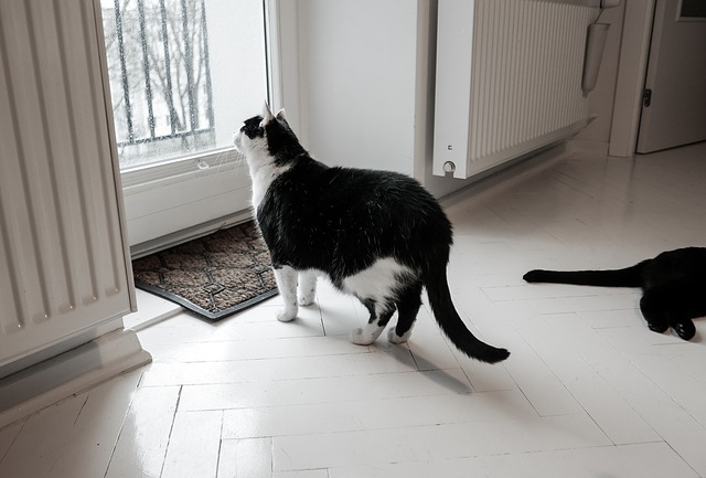 A black and white cat looking out the window