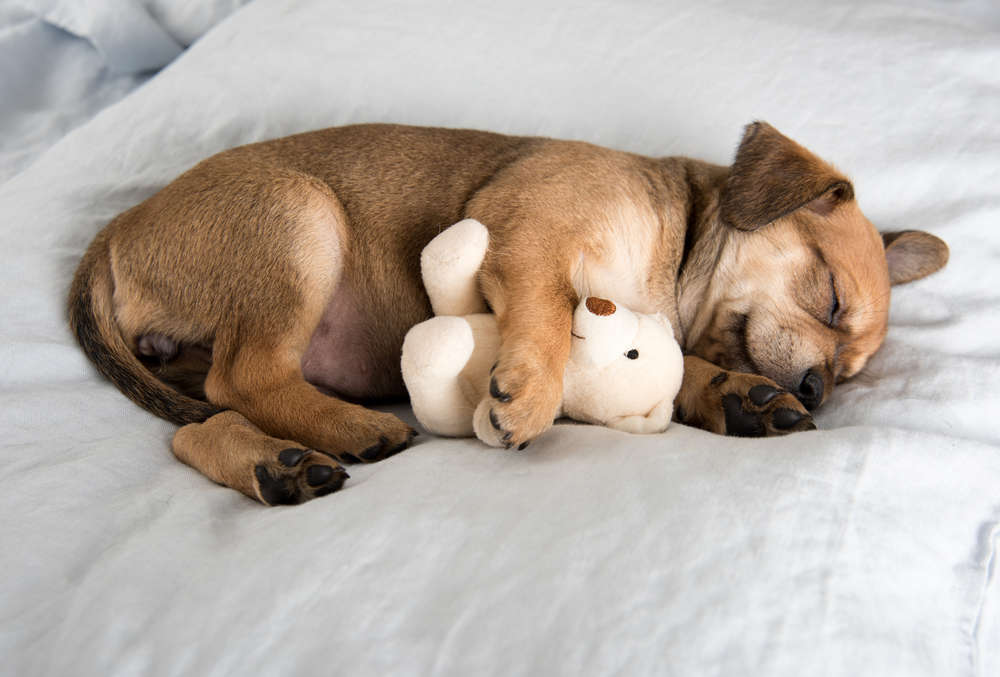 Dog sleeping with a teddy bear