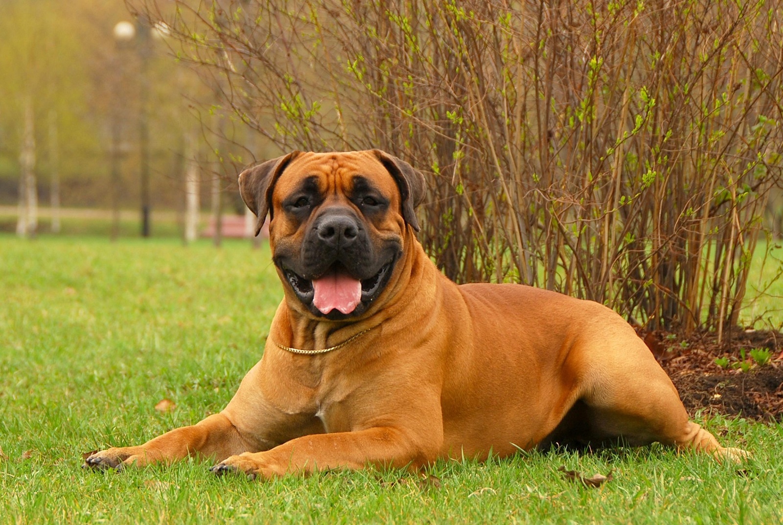 Large brown dog lying on the grass