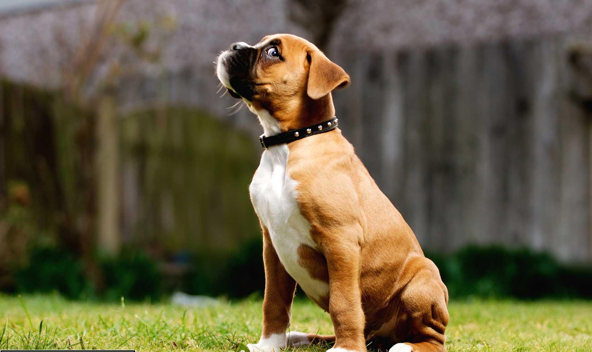 Boxer puppy sitting on the grass