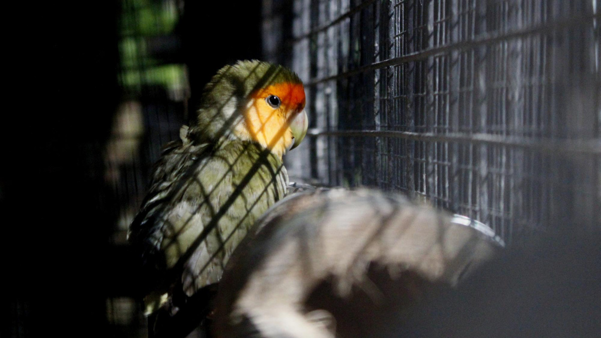 Parrot standing in the shade looking outside