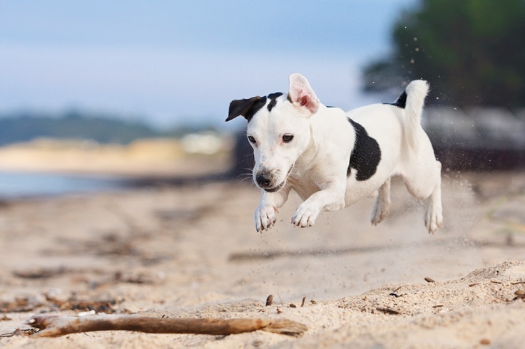 Black and white Jack Russell running on the beach