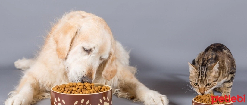 Quinoa in Cat and Dog Nutrition