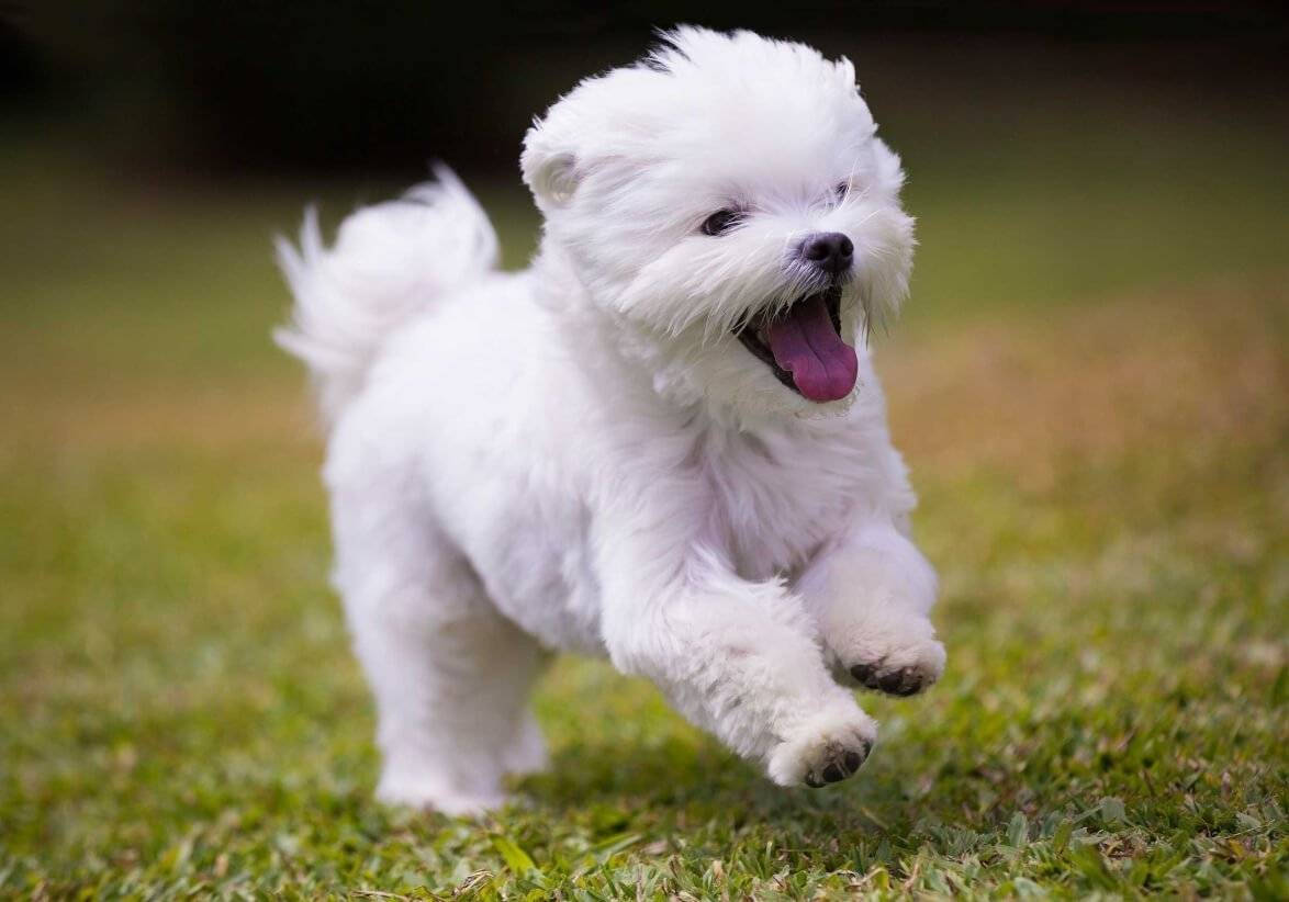 White Maltese Terrier puppy with open mouth running in the grass