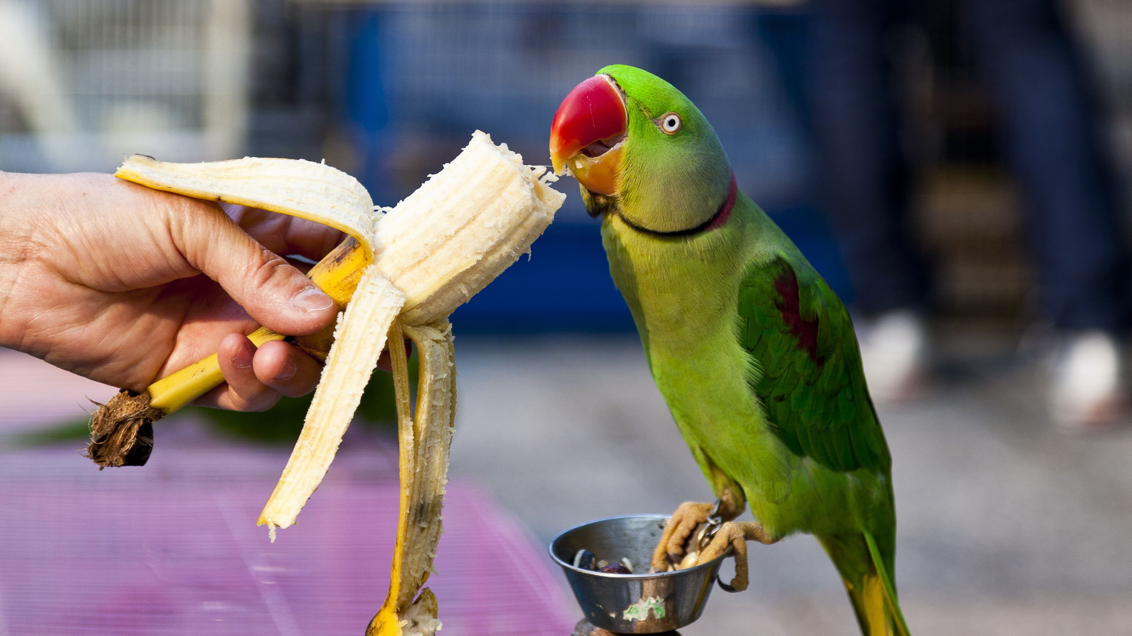 A parrot eating a banana