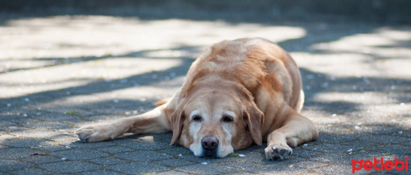 How Do You Know If It's Really Hot for Dogs?