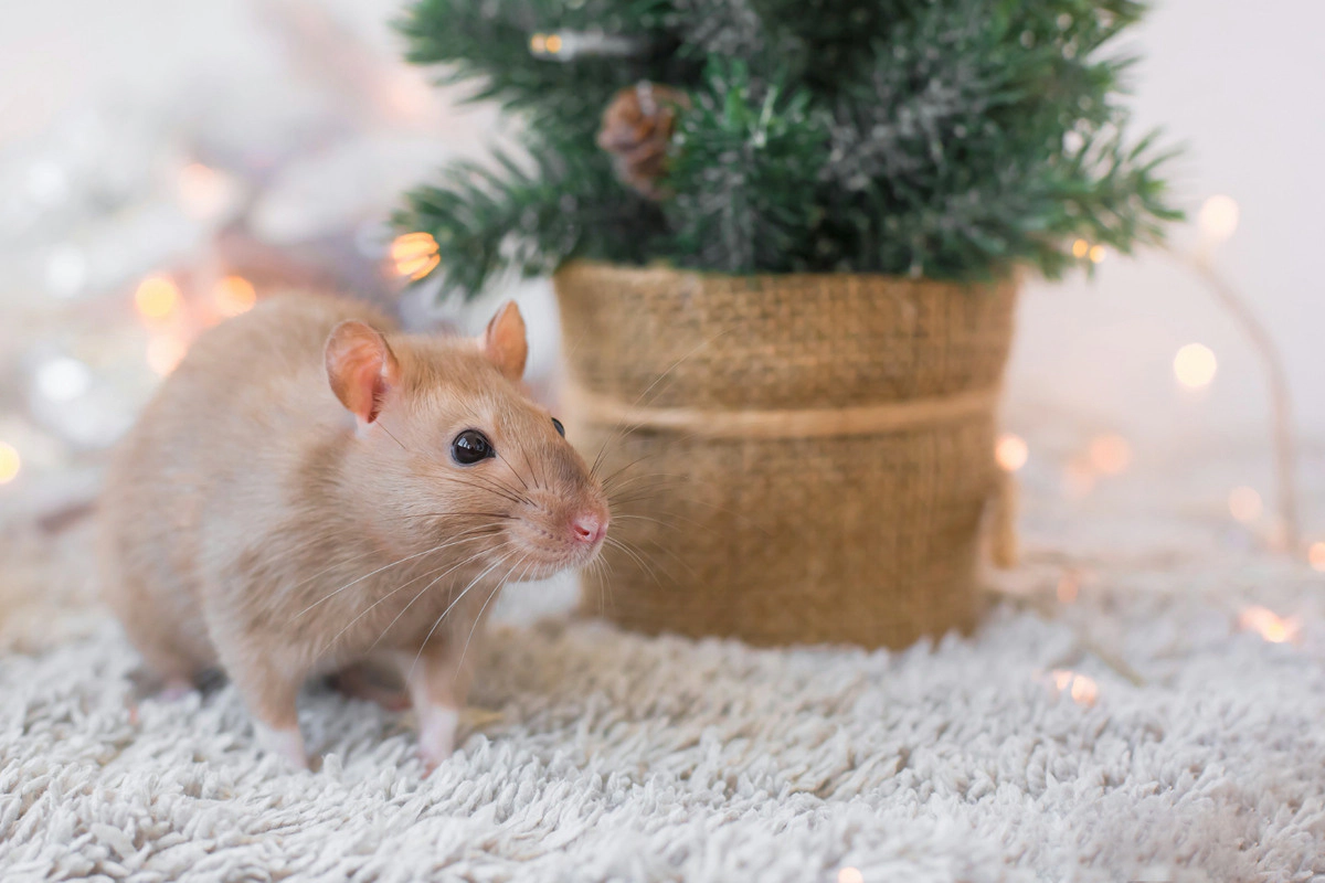 Hamster cage standing on a long-haired carpet