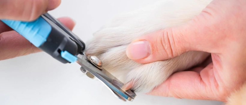 How to Trim a Dog's Nails? Step-by-Step Guide
