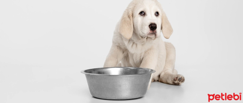 Food Allergy in Dogs: Causes, Symptoms and Treatment