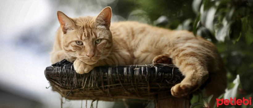 Why Do Cats Like to Be High Up?