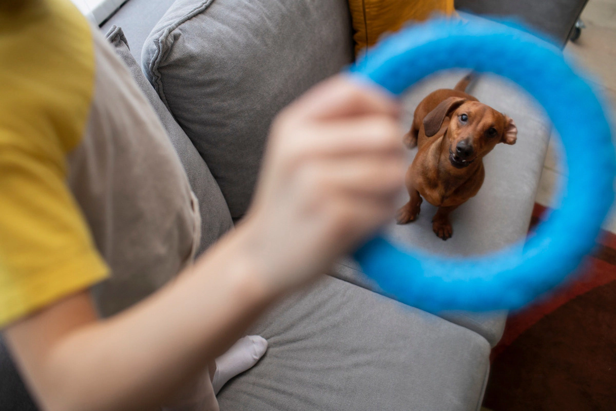 Brown small breed puppy being trained through play