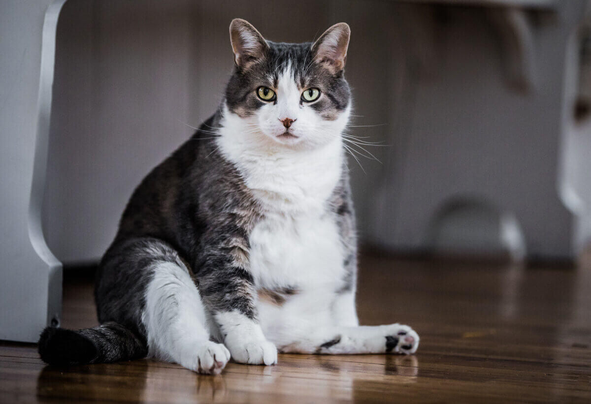 Fat tabby cat sitting on the parquet floor