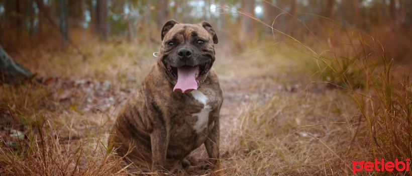 What is Hypothyroidism in Dogs? What are its Symptoms and How is it Treated?