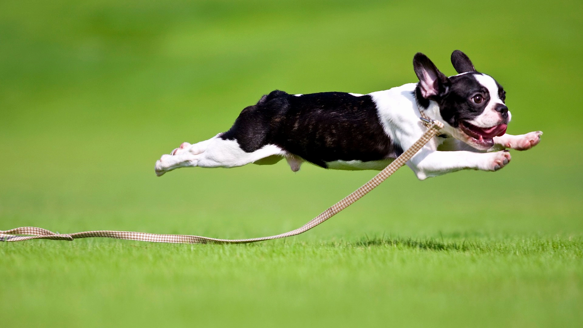 A dog jumping forward