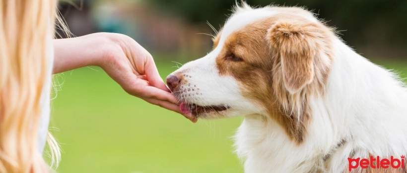 Does Dog Treat Cause Allergies?