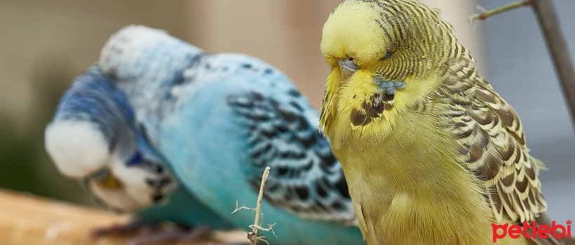 How many years do budgies live? Budgie Lifespans