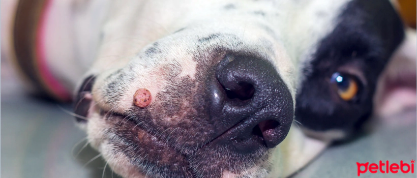 Why Do Dogs Get Skin Tags? How Are They Treated?