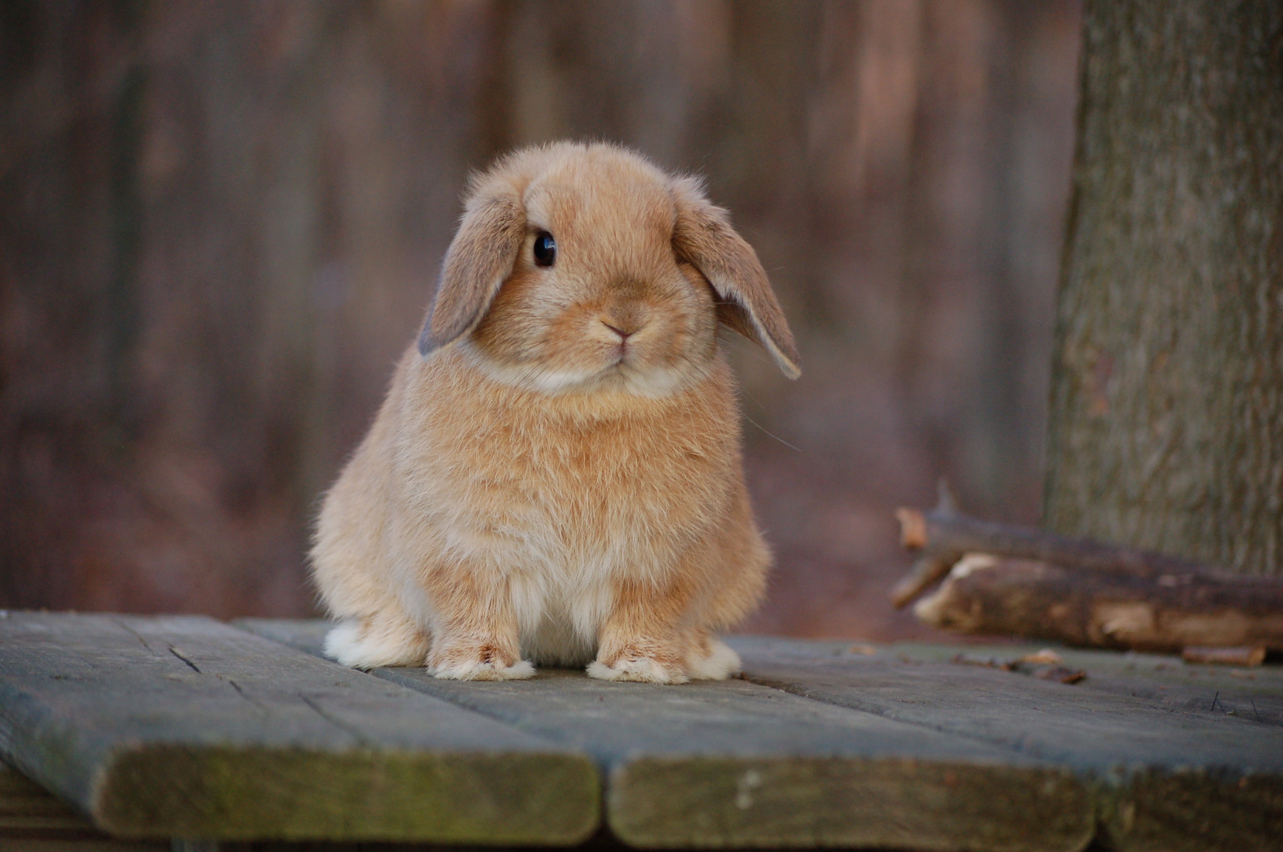 Dutch Lop Rabbit with Caramel-Colored Fur
