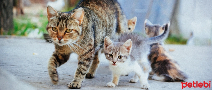 Advantages and Challenges of Adopting an Adult Cat