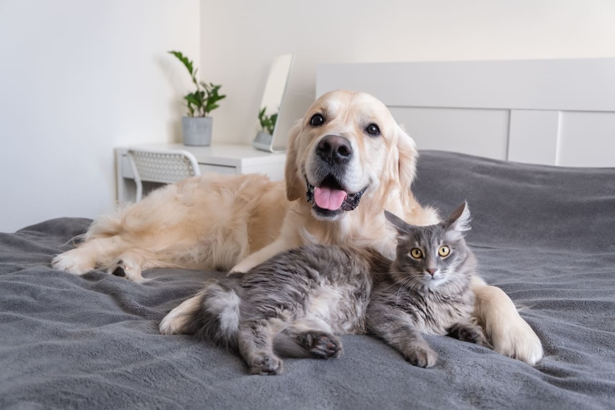 A golden retriever and a gray cat standing together on a bed