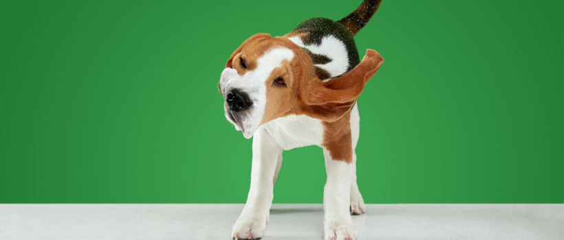 Long-Eared Dog Breeds and Characteristics