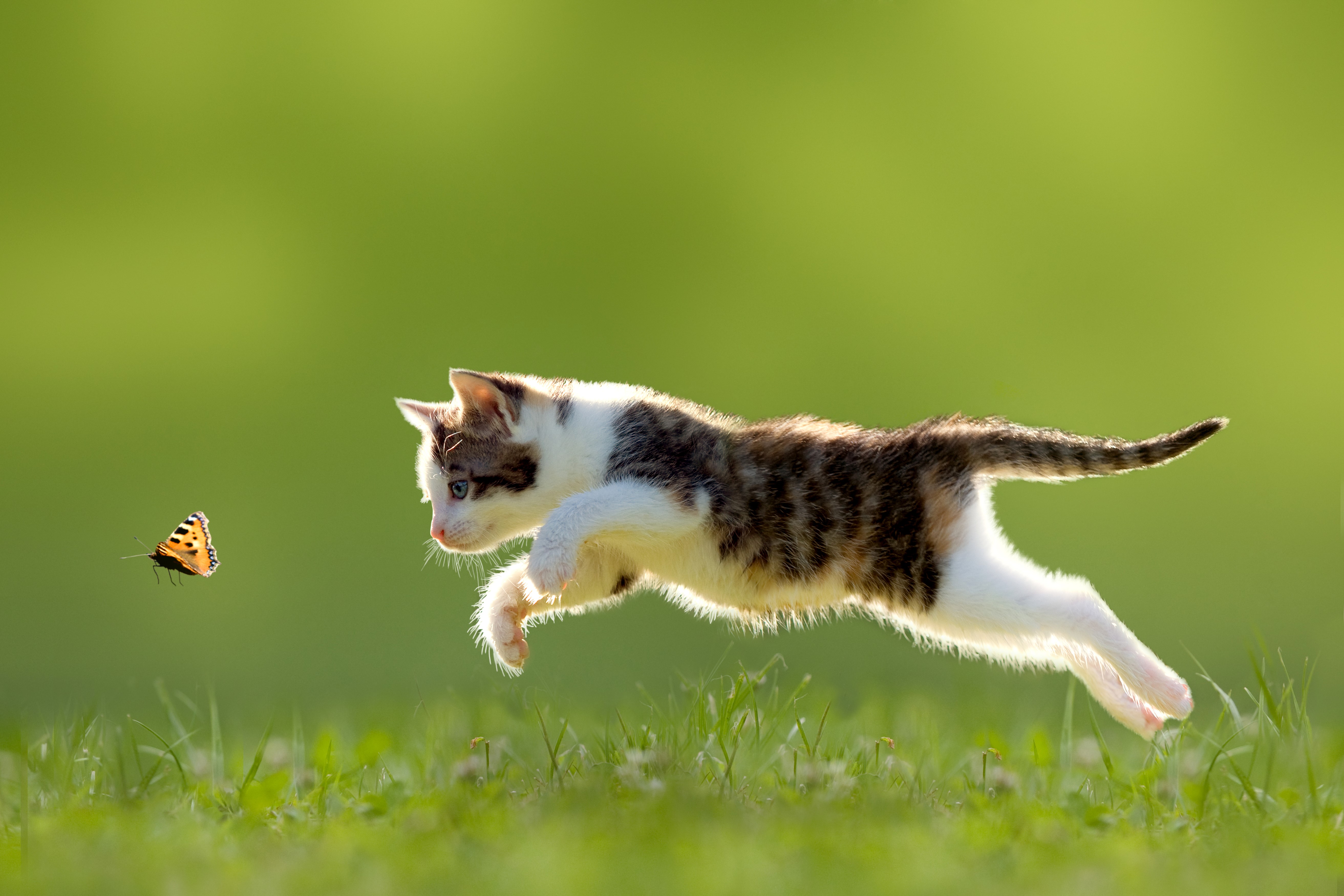 A tabby kitten running in the grass chasing a butterfly