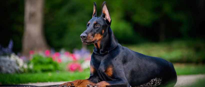 Doberman Pinscher Dog Characteristics, Care and Feeding