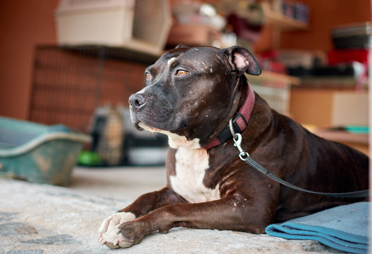 American Pitbull Terrier sitting on the ground