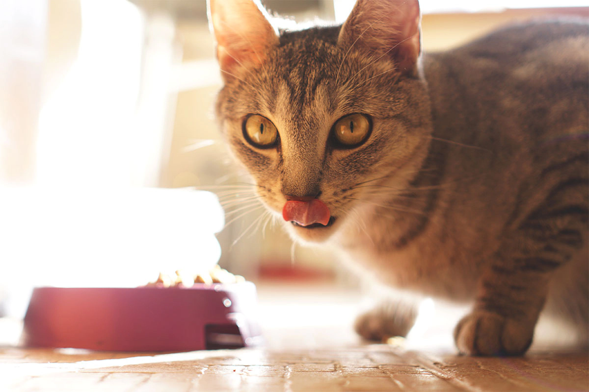 A tabby cat standing next to its food bowl with its tongue sticking out
