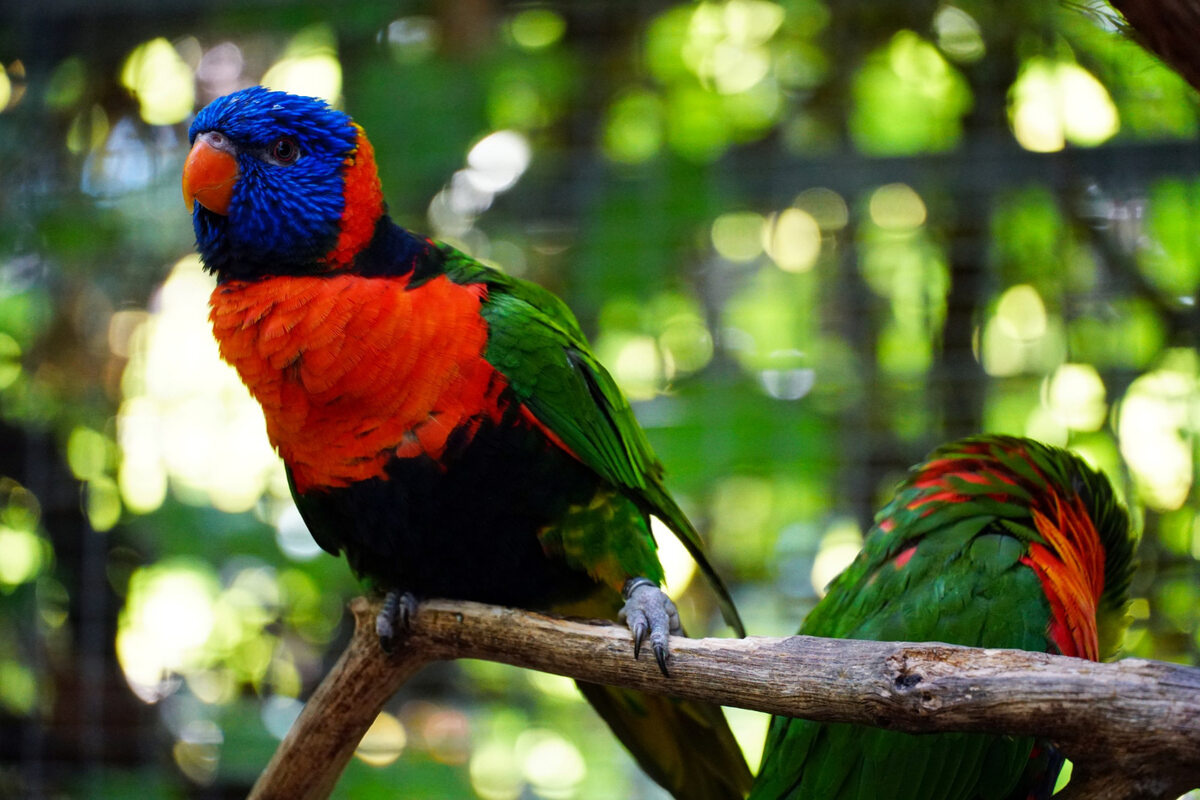 Parrots with vibrant and bright colors