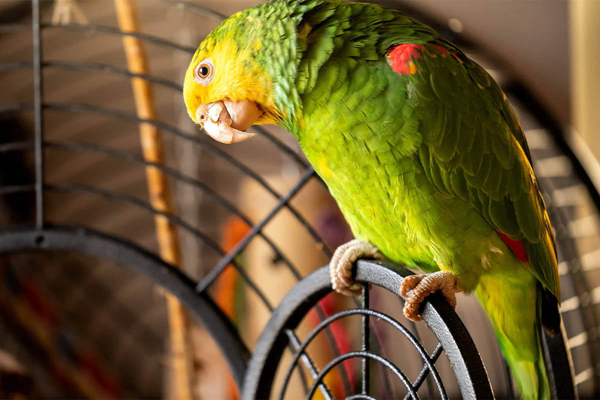 Amazon parrot spending time outside its cage