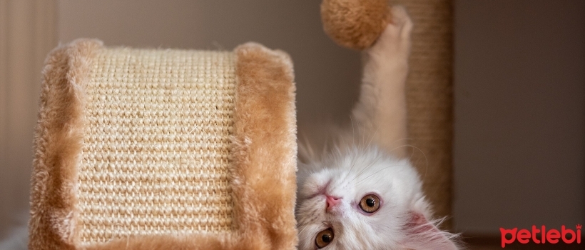 Let's Get to Know Cat Toys Up Close: The Most Popular Types of Cat Toys