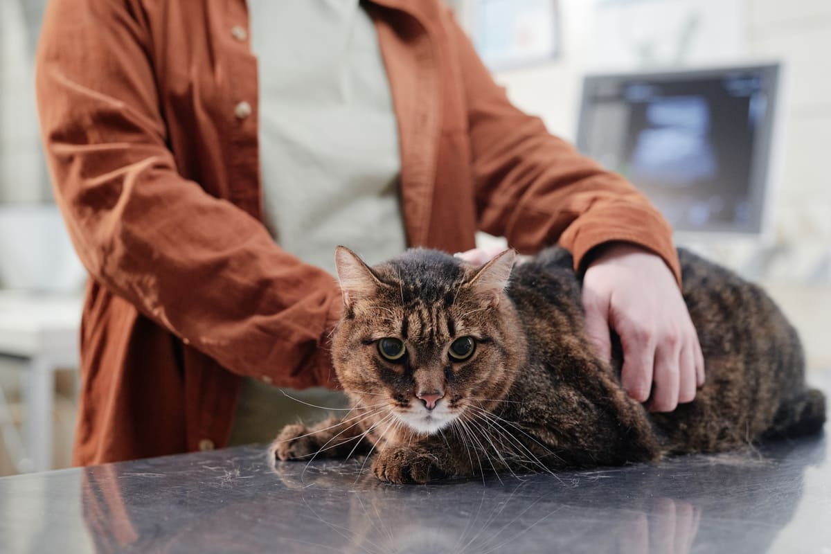 Tabby cat under veterinary supervision