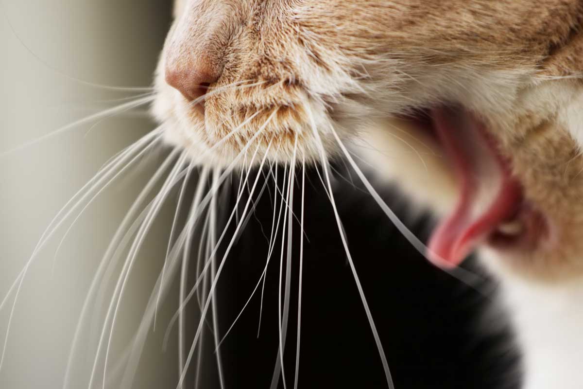 cat about to vomit