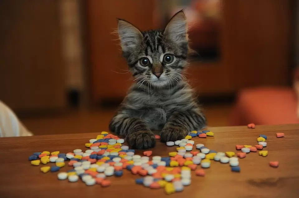 Kitten with pills in front of it