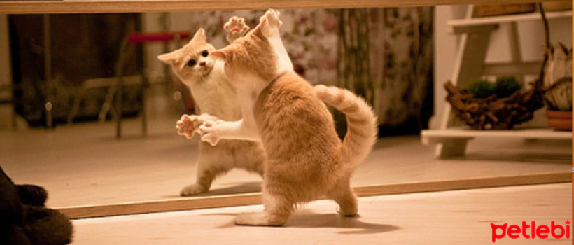 Cats and Mirrors: The Truth Behind Curious Gazes