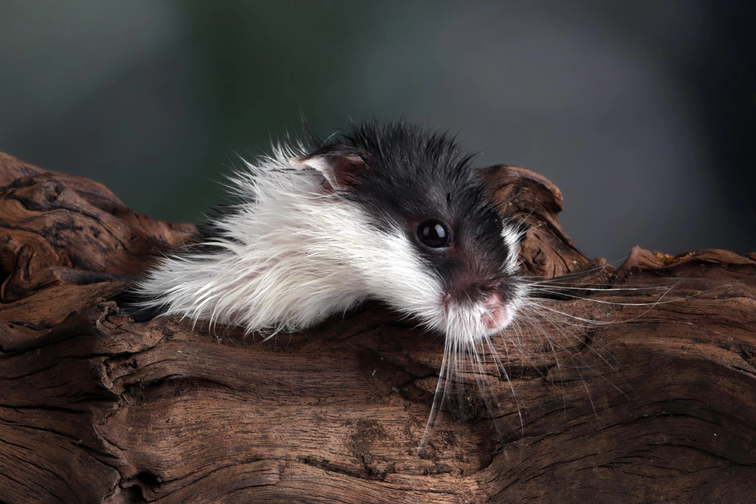 roborovski hamster