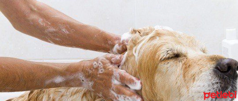 How to Wash a Dog?