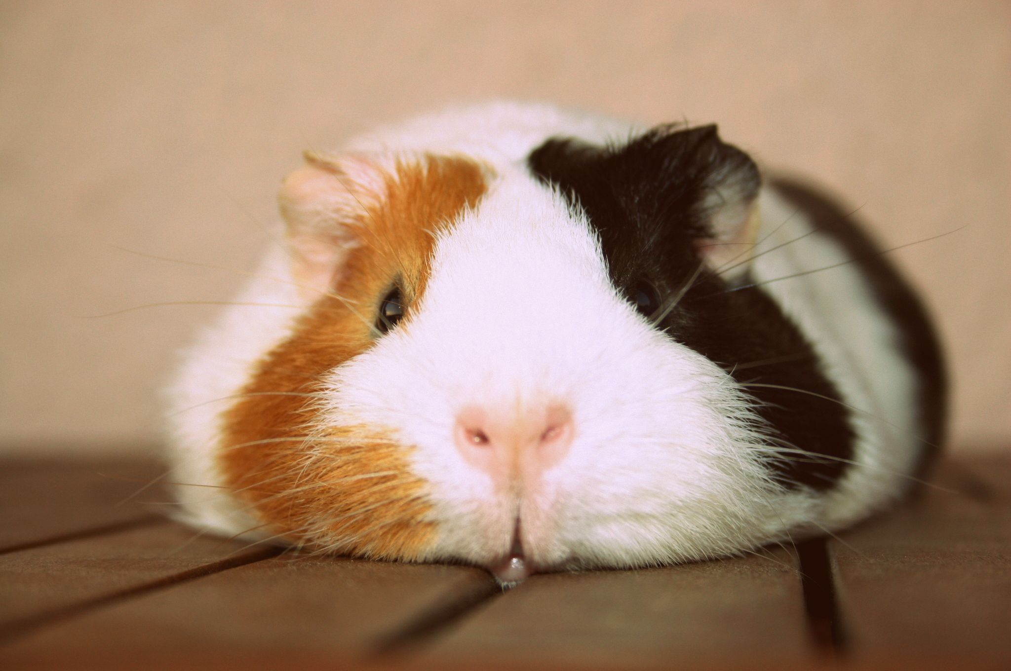 Guinea pig sitting on the ground