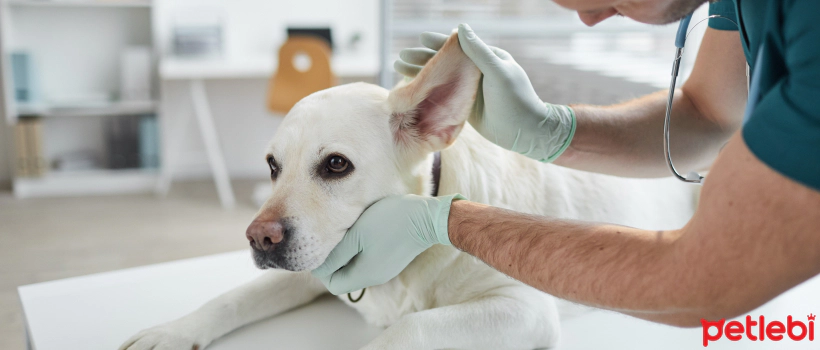 What are Internal Bleeding and its Symptoms in Dogs?