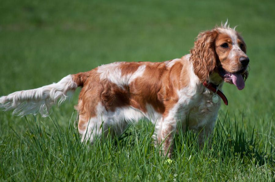 Dog with tail parallel to the ground
